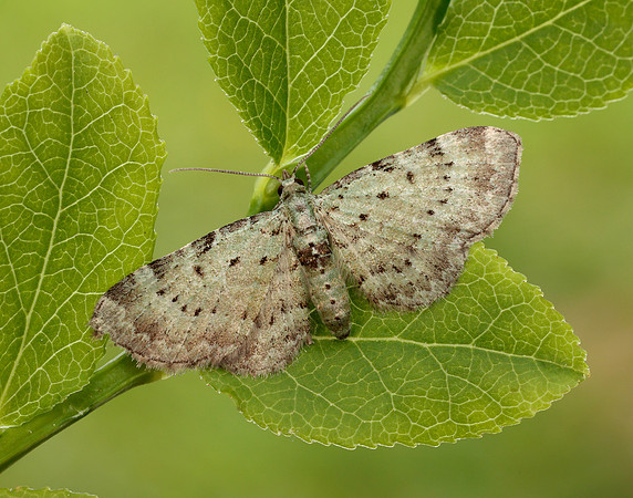 70.145 BF1861 Bilberry Pug Pasiphila debiliata