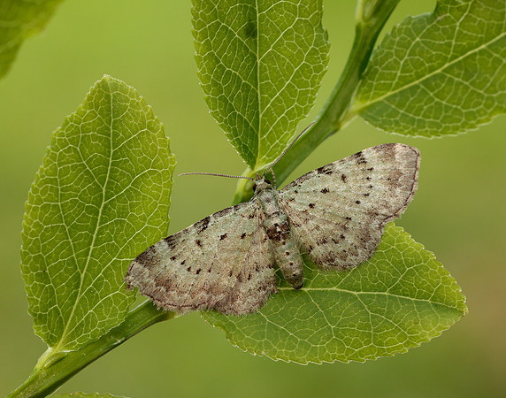 70.145 BF1861 Bilberry Pug Pasiphila debiliata