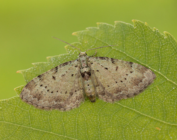 70.145 BF1861 Bilberry Pug Pasiphila debiliata