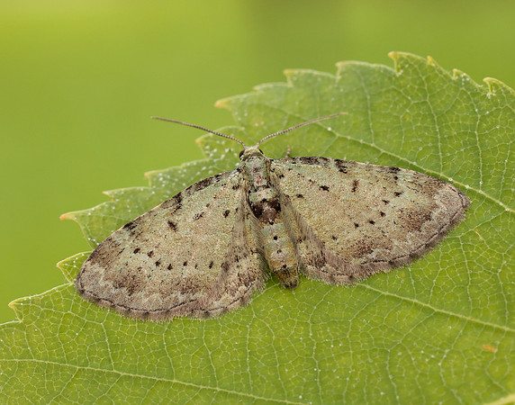 70.145 BF1861 Bilberry Pug Pasiphila debiliata