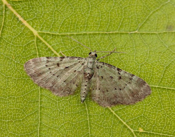 70.145 BF1861 Bilberry Pug Pasiphila debiliata