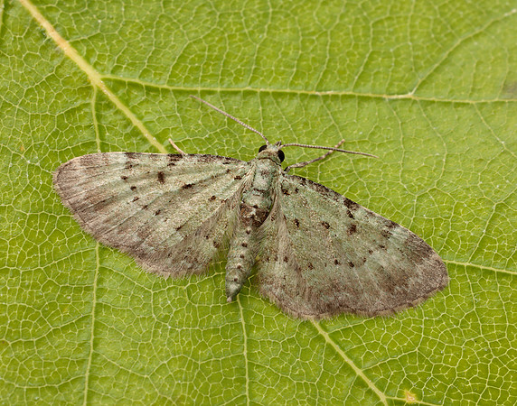 70.145 BF1861 Bilberry Pug Pasiphila debiliata