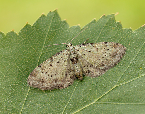 70.145 BF1861 Bilberry Pug Pasiphila debiliata