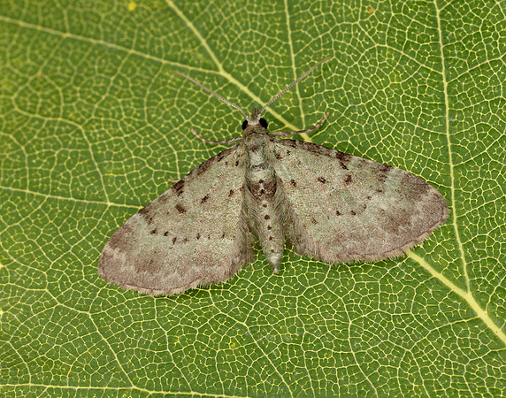70.145 BF1861 Bilberry Pug Pasiphila debiliata