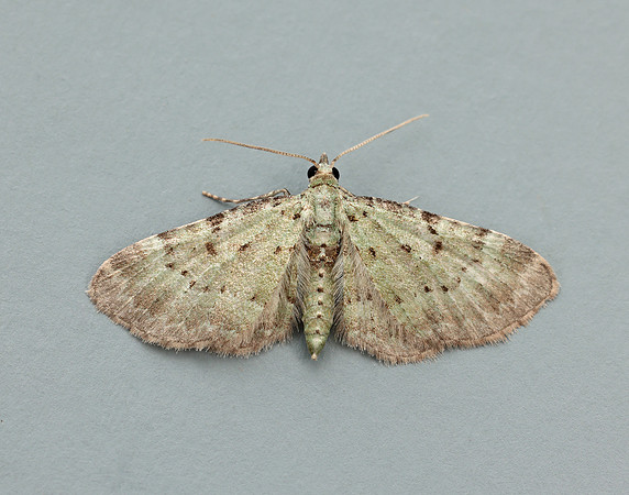 70.145 BF1861 Bilberry Pug Pasiphila debiliata