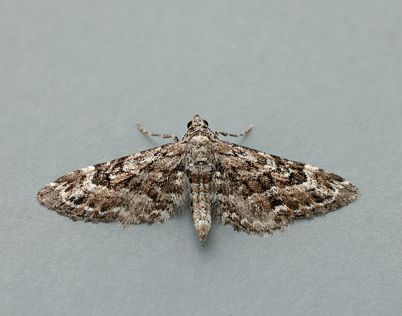 70.168 BF1846 Narrow-winged Pug Eupithecia nanata