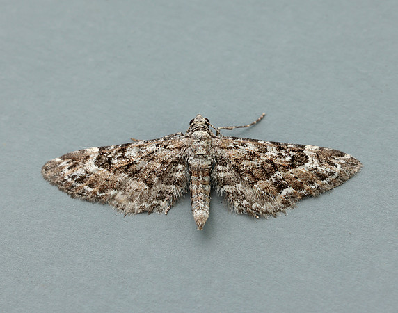 70.168 BF1846 Narrow-winged Pug Eupithecia nanata