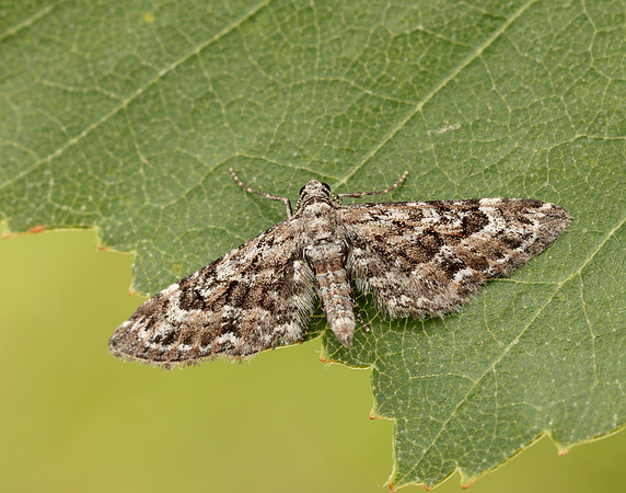70.168 BF1846 Narrow-winged Pug Eupithecia nanata