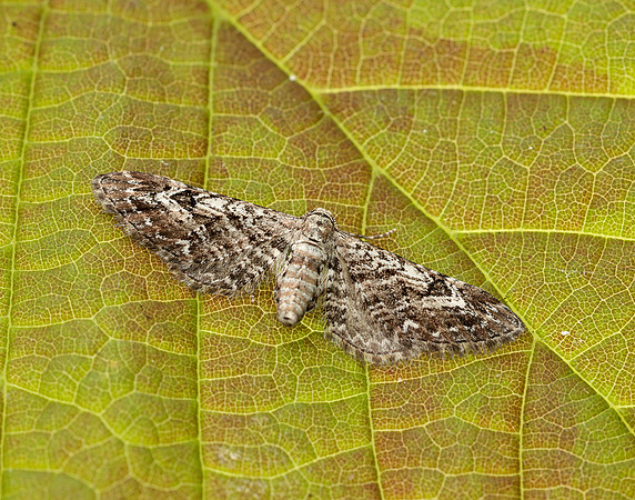 70.168 BF1846 Narrow-winged Pug Eupithecia nanata