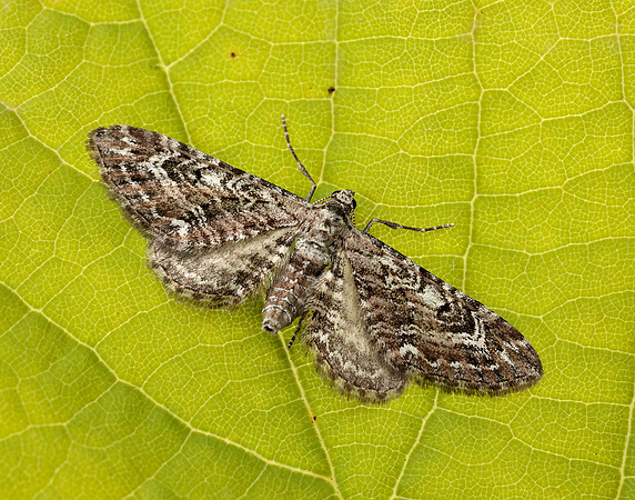 70.168 BF1846 Narrow-winged Pug Eupithecia nanata