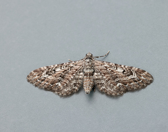 70.168 BF1846 Narrow-winged Pug Eupithecia nanata