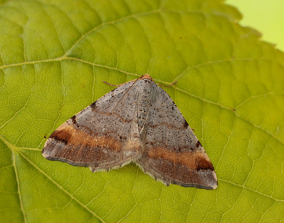 70.214 BF1893 Tawny-barred Angle Macaria liturata