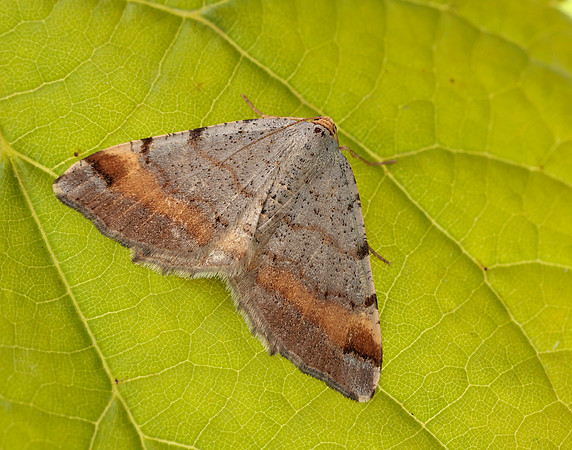 70.214 BF1893 Tawny-barred Angle Macaria liturata