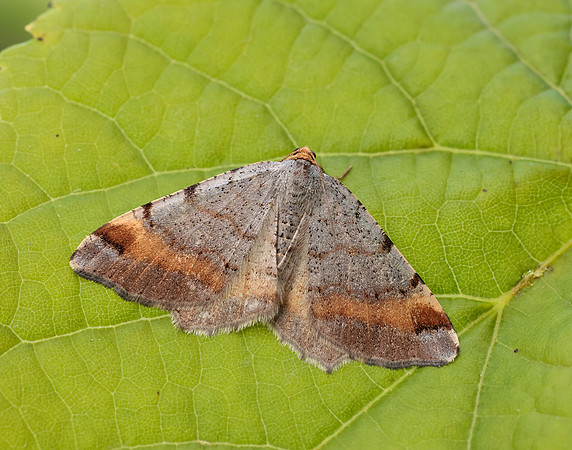 70.214 BF1893 Tawny-barred Angle Macaria liturata