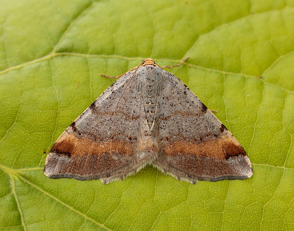 70.214 BF1893 Tawny-barred Angle Macaria liturata
