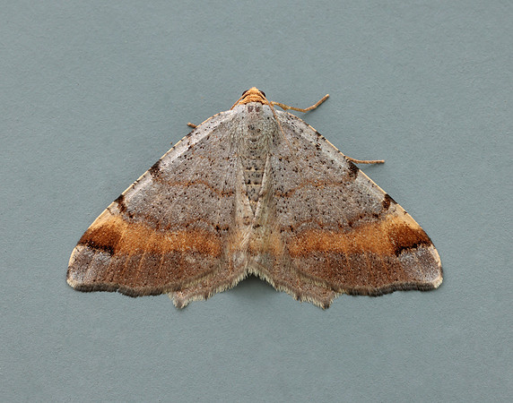 70.214 BF1893 Tawny-barred Angle Macaria liturata