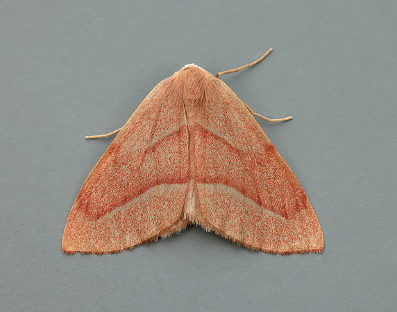 70.284 BF1962 Barred Red Hylaea fasciaria