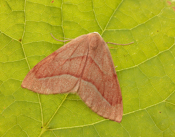 70.284 BF1962 Barred Red Hylaea fasciaria