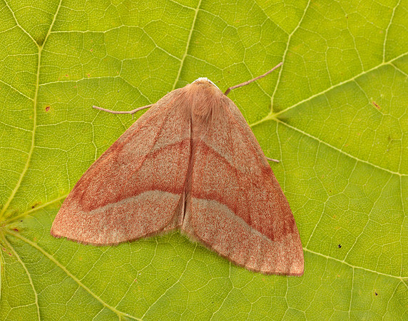 70.284 BF1962 Barred Red Hylaea fasciaria