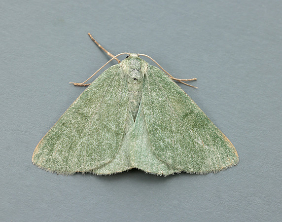 70.297 BF1665 Grass Emerald Pseudoterpna pruinata
