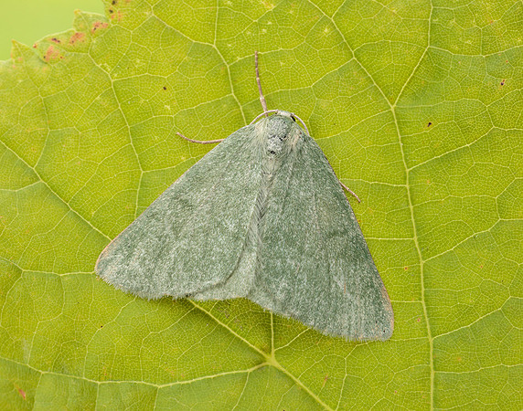 70.297 BF1665 Grass Emerald Pseudoterpna pruinata