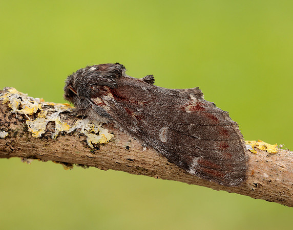 71.012 BF2000 Iron Prominent Notodonta dromedarius