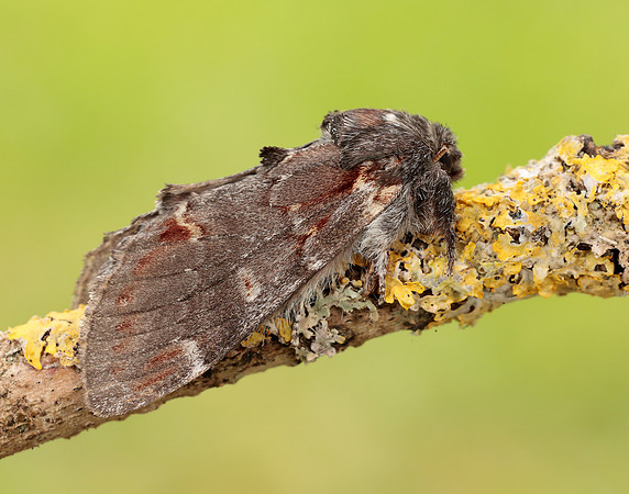 71.012 BF2000 Iron Prominent Notodonta dromedarius