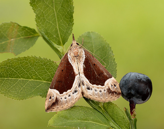 72.007 BF2476 Beautiful Snout Hypena crassalis