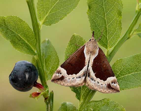 72.007 BF2476 Beautiful Snout Hypena crassalis