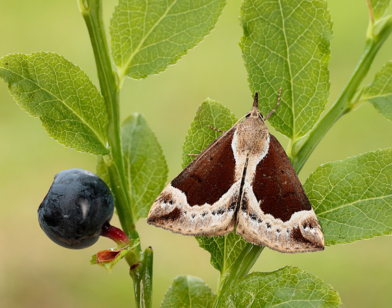 72.007 BF2476 Beautiful Snout Hypena crassalis