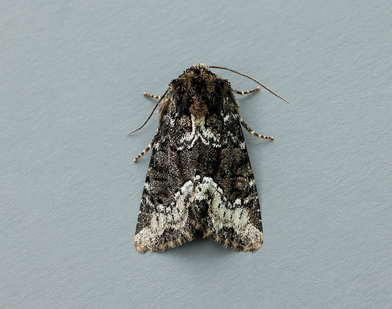 73.173 BF2337 Marbled Minor Oligia strigilis agg