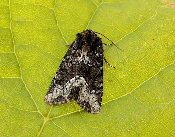 73.173 BF2337 Marbled Minor Oligia strigilis agg