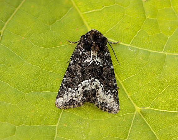 73.173 BF2337 Marbled Minor Oligia strigilis agg