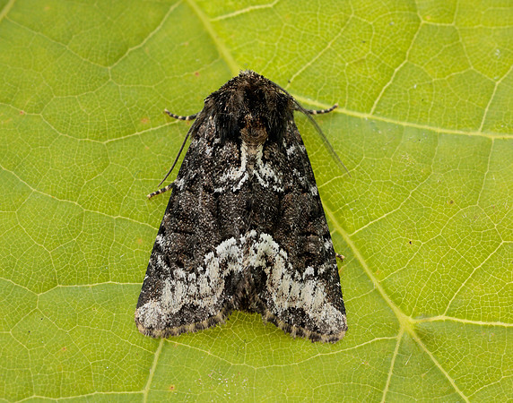 73.173 BF2337 Marbled Minor Oligia strigilis agg