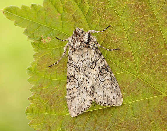 73.261 BF2150 Grey Arches Polia nebulosa