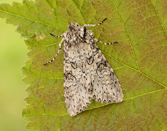 73.261 BF2150 Grey Arches Polia nebulosa