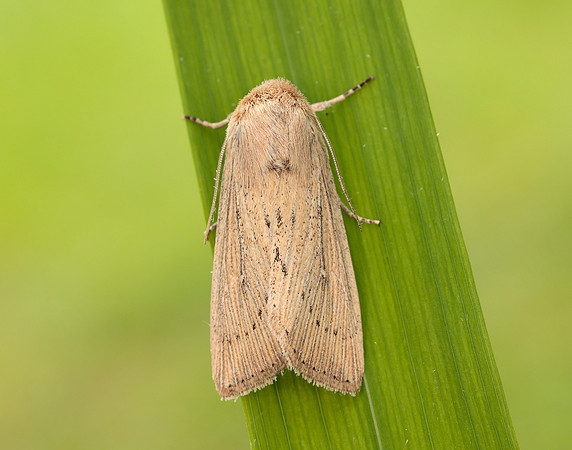 73.302 BF2204 Obscure Wainscot Leucania obsoleta