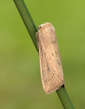 73.302 BF2204 Obscure Wainscot Leucania obsoleta