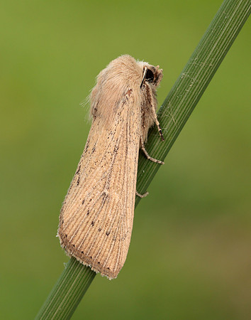 73.302 BF2204 Obscure Wainscot Leucania obsoleta