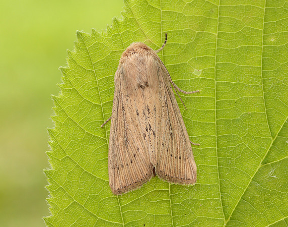 73.302 BF2204 Obscure Wainscot Leucania obsoleta
