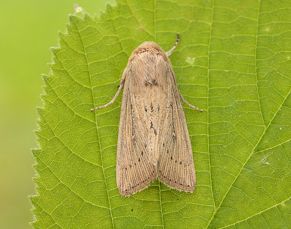 73.302 BF2204 Obscure Wainscot Leucania obsoleta