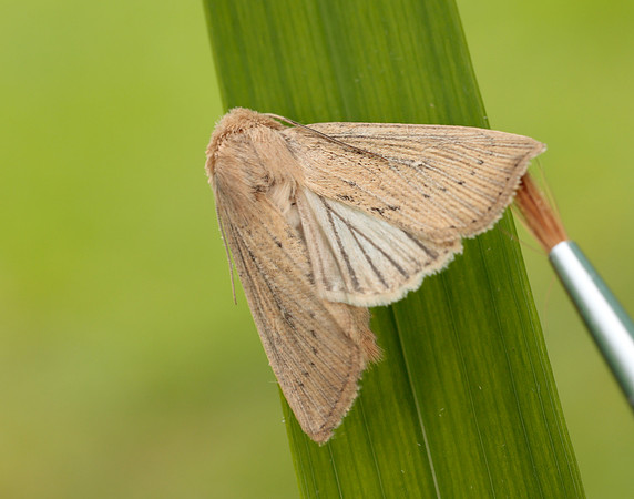 73.302 BF2204 Obscure Wainscot Leucania obsoleta