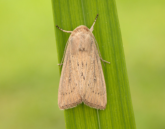 73.302 BF2204 Obscure Wainscot Leucania obsoleta