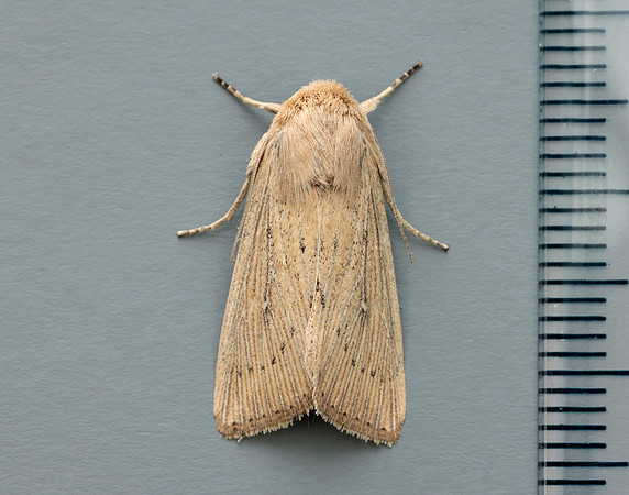 73.302 BF2204 Obscure Wainscot Leucania obsoleta