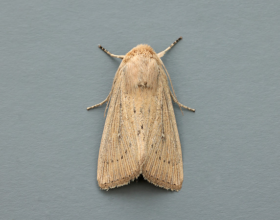 73.302 BF2204 Obscure Wainscot Leucania obsoleta
