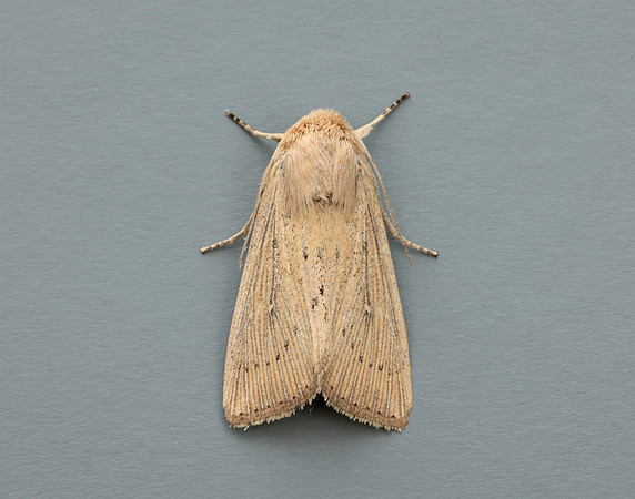 73.302 BF2204 Obscure Wainscot Leucania obsoleta