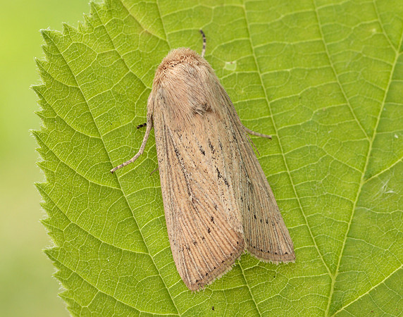 73.302 BF2204 Obscure Wainscot Leucania obsoleta