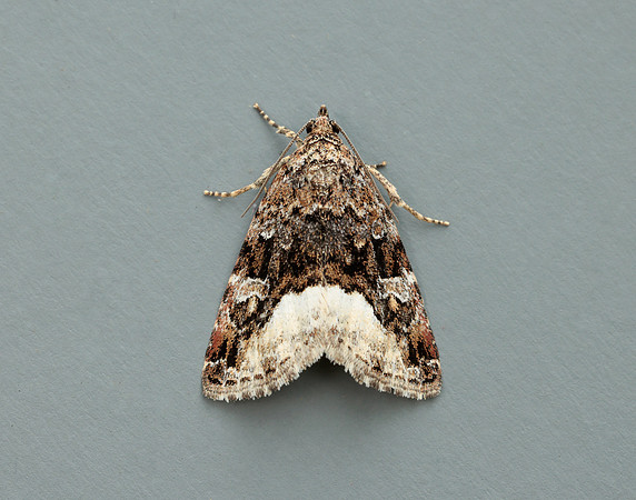73.024 BF2410 Marbled White Spot Deltote pygarga
