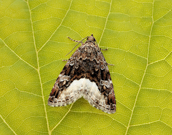 73.024 BF2410 Marbled White Spot Deltote pygarga