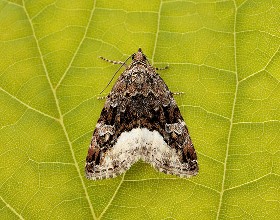 73.024 BF2410 Marbled White Spot Deltote pygarga